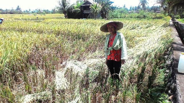 Diserang Hama, Panen Menurun