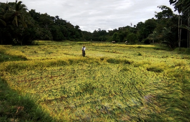 Ratusan Hektar Sawah Rusak