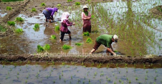 Cetak Sawah Baru Diusulkan