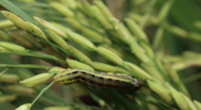 Puluhan Hektare Sawah Diserbu Ulat