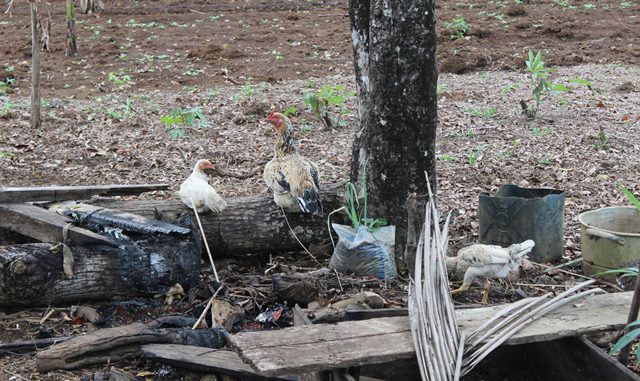 Puluhan Ayam Mati Mendadak