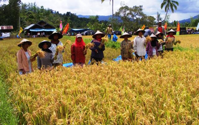 Cegah Paceklik dengan Tabungan Gabah