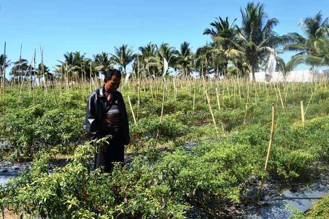 Hujan, Petani Cabai Merugi