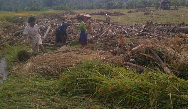 Banjir Bandang, 10 Ha Sawah Rusak