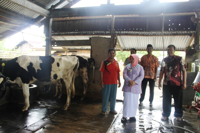 Susu Lokal Kurang Diminati