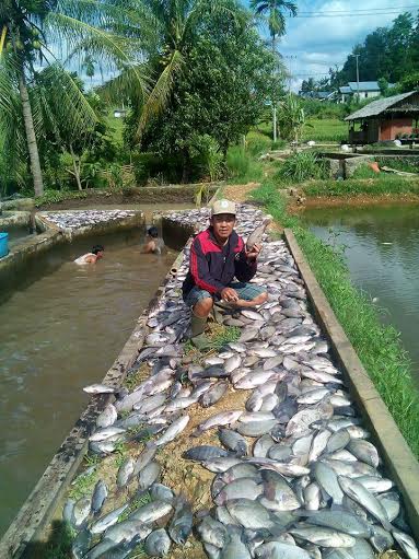 Puluhan Ton Ikan Mati