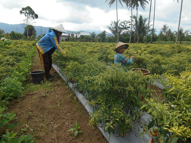 Harga Cabai Mulai Turun