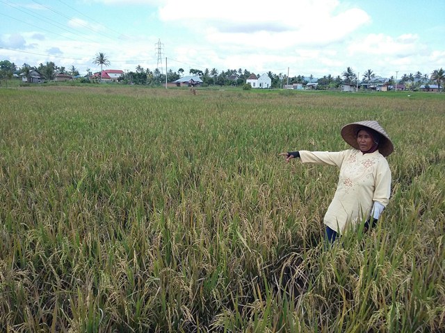 10 Hektar Sawah Gagal Panen