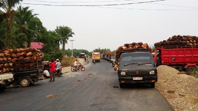 Gubernur Diminta Tegas Stabilkan Harga Tandan Buah Segar