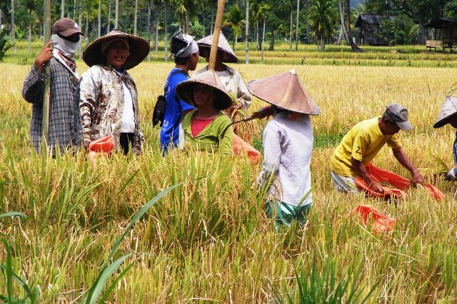 Hasil Panen Disimpan  Antisipasi Kekurangan Pangan Karena Dijual