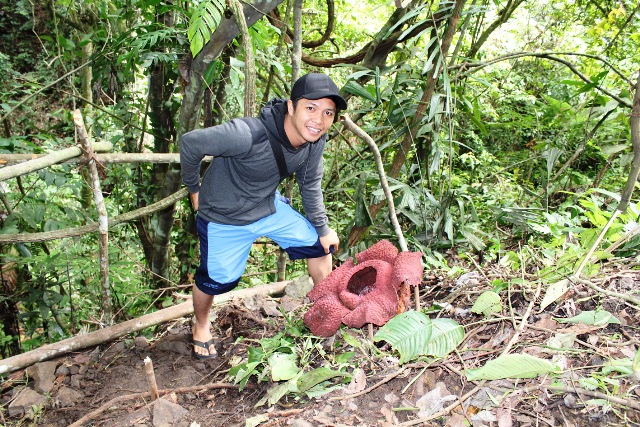 Rafflesia Terancam Musnah