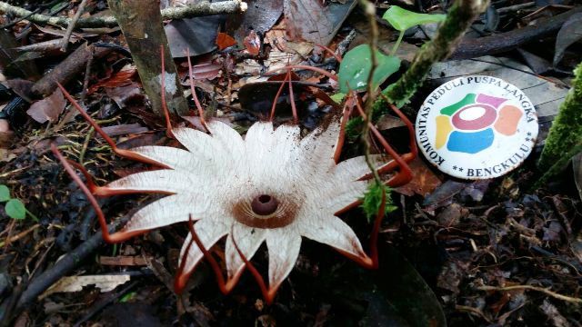 Rafflesia Mekar di Bukit Barisan