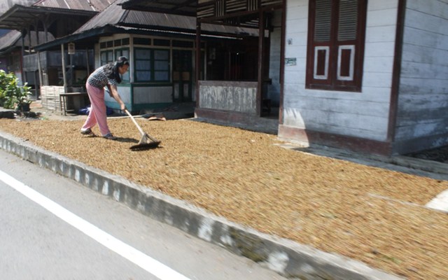 Harga Kopi Merosot