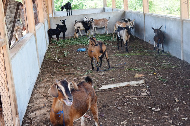 Berkeliaran, 8 Kambing Diciduk