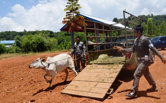 Sehari, 18 Kambing  dan 1 Sapi Diciduk