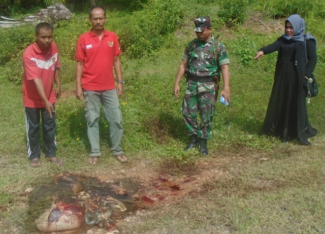 Pencurian Ternak Mengganas, Pelaku Ancam Tembak Korban