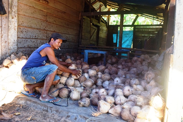 Harga Kelapa Meroket