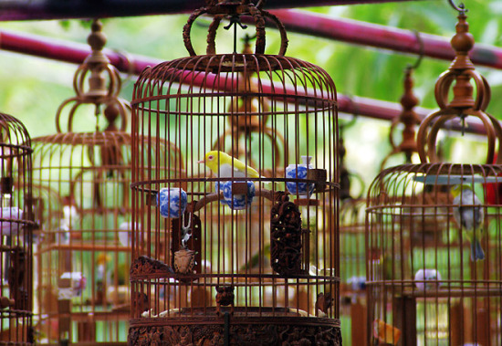 Burung Berkicau Meriahkan HUT Bhayangkara