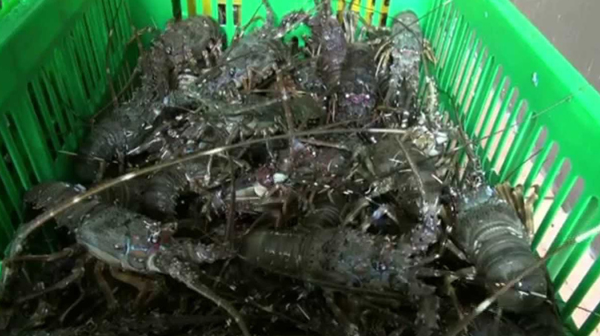 Pemerintah Berhasil Gagalkan Penyelundupan Benih Lobster Senilai Rp 2,8 miliar
