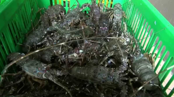 Perburuan Baby Lobster Marak