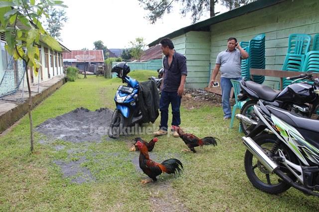 Kodim Gerebek Sabung Ayam