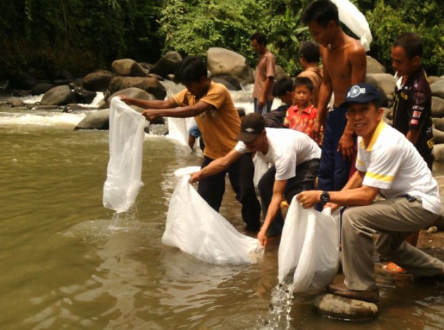 Disnakan Restocking di Sungai Beliti