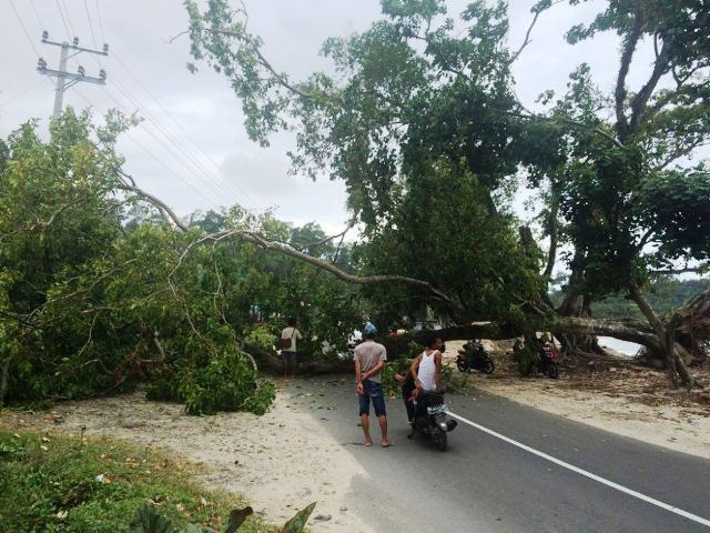 Pohon Tumbang Nyaris  Timpa Pengendara