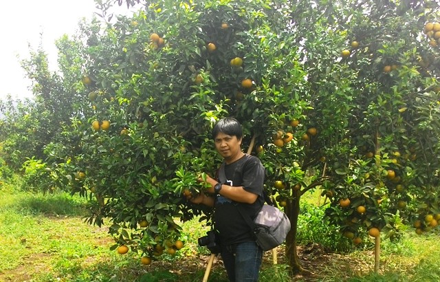 Pengembangan Jeruk Gerga Gagal, Pemerintah Pusat Hapus Bantuan