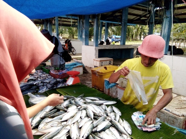 Nelayan  Beralih Tanam Padi