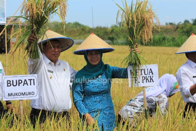 Produksi Padi di Mukomuko  Capai 86.973 Ton