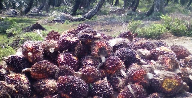 Irigasi Rusak, Sawah Ditanami Sawit