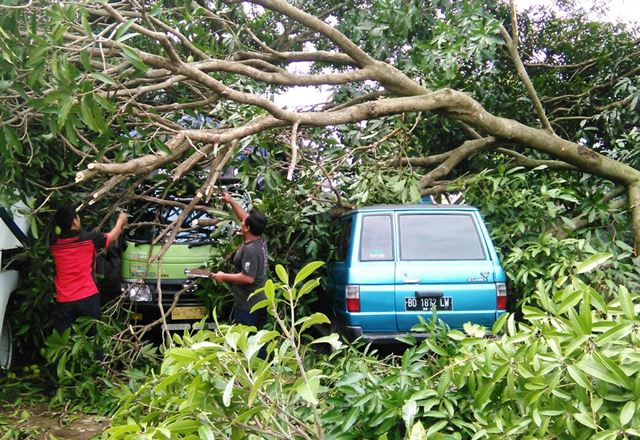 4 Mobil dan 1 Motor Rusak Ditimpa Pohon