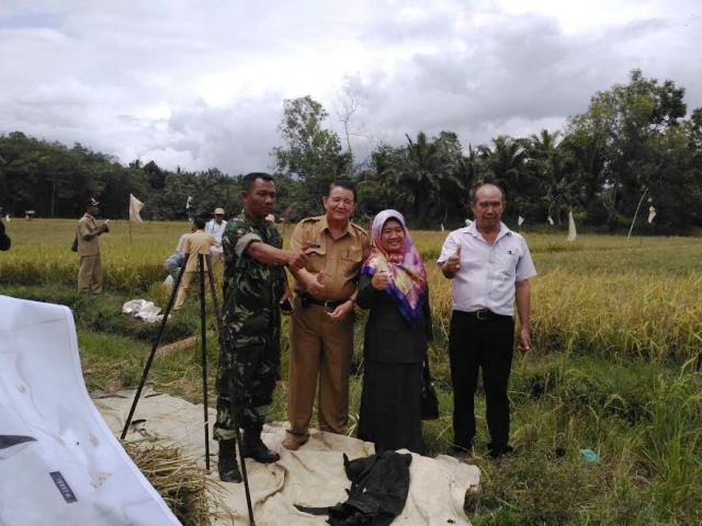 Produksi Padi Diramalkan Meningkat