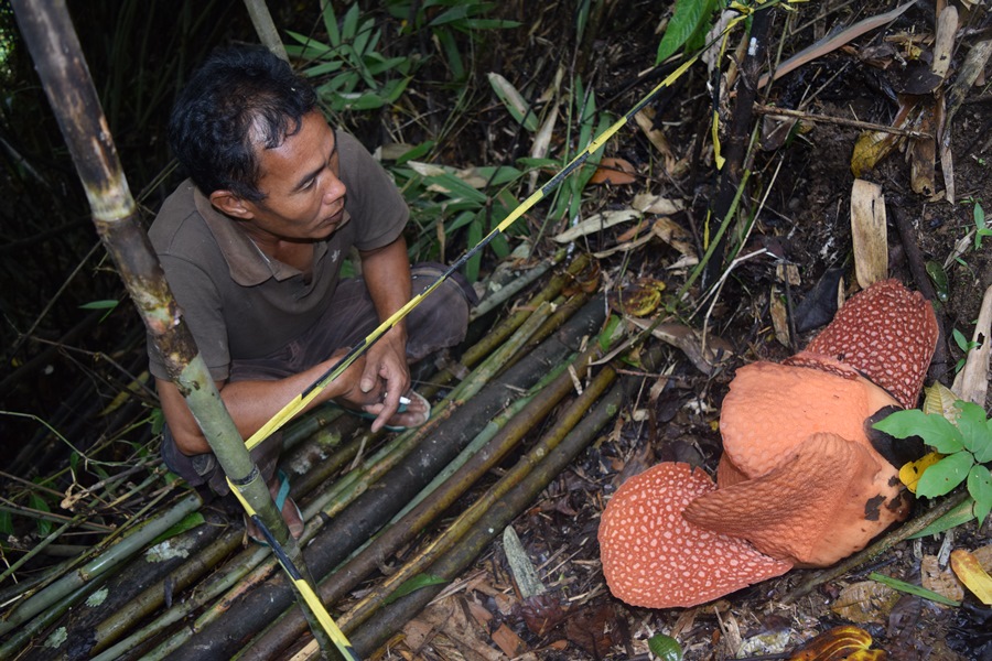 Rafflesia Mekar di Hutan Gunung
