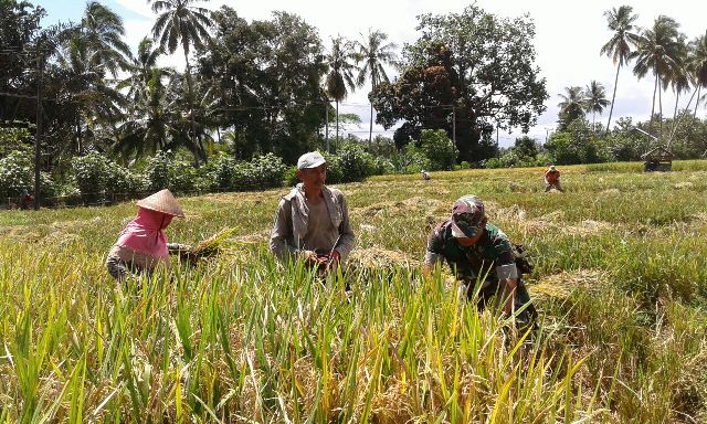 Kodim 0408/Bengkulu Selatan Bantu Panen Padi