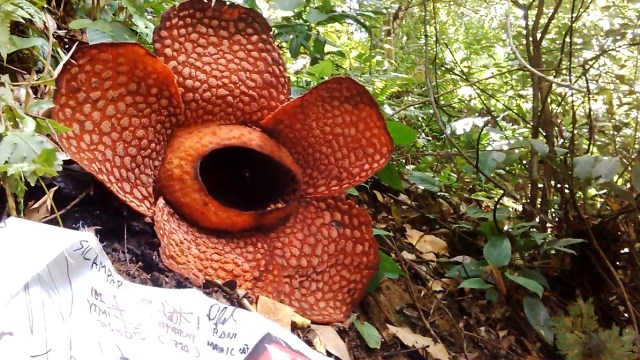 Bunga Rafflesia Mekar di Kemumu