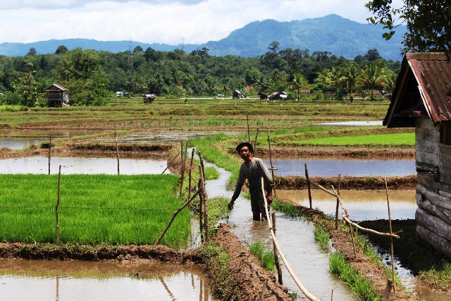 Sering Jebol, Petani Minta Irigasi Permanen