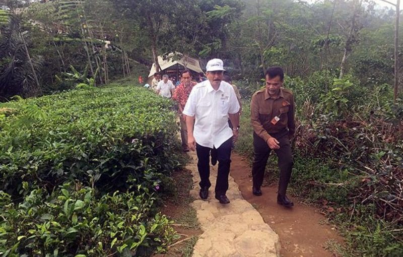 Menpar Tinjau Kebun Teh Penyangga KSPN Borobudur