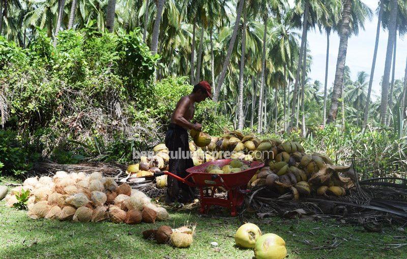 Produksi Kelapa Turun Drastis