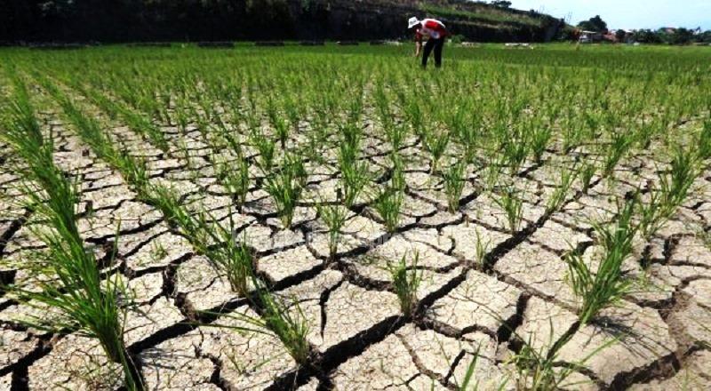 Puluhan Ha Sawah  Terancam Gagal Panen