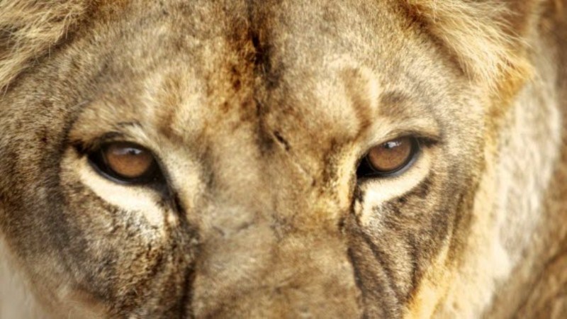 Orang Kaya di Arab Tak Bisa Lagi Pelihara Singa