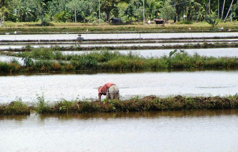 Ikan untuk Modal Tanam