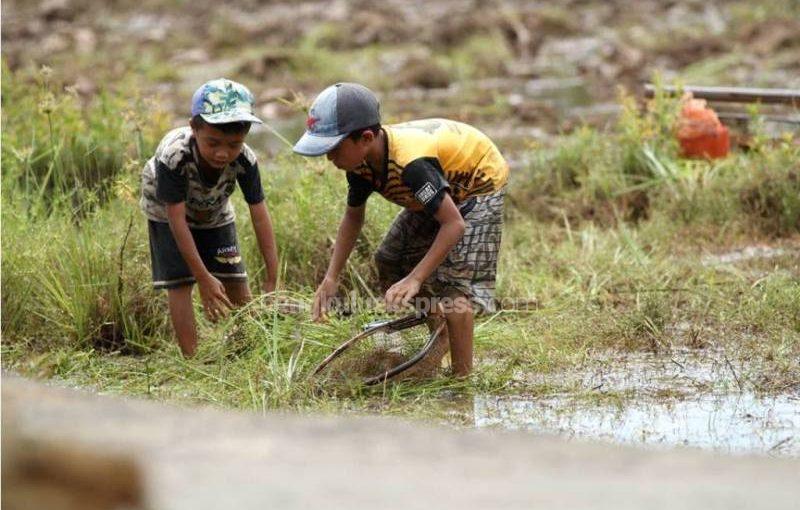 Ijon, Musim Tanam Rindu, Panen Benci