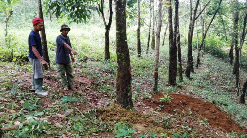 Bandit Curnak Sikat Sapi Bunting