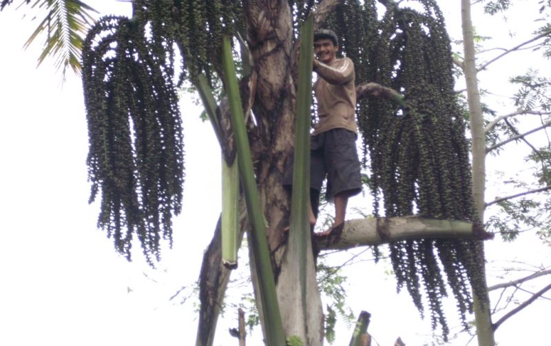 Pengepul Mulai Khawatir, Gula Aren Pakai Deterjen