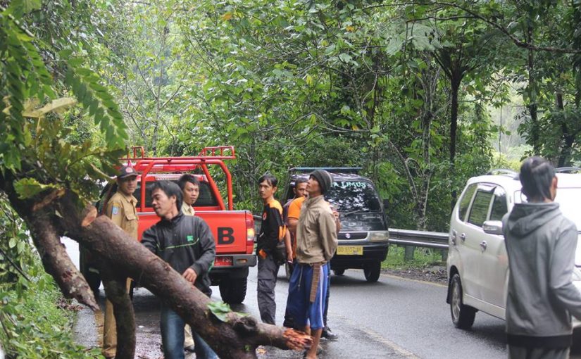 Pohon Tumbang Hantam Pengendara