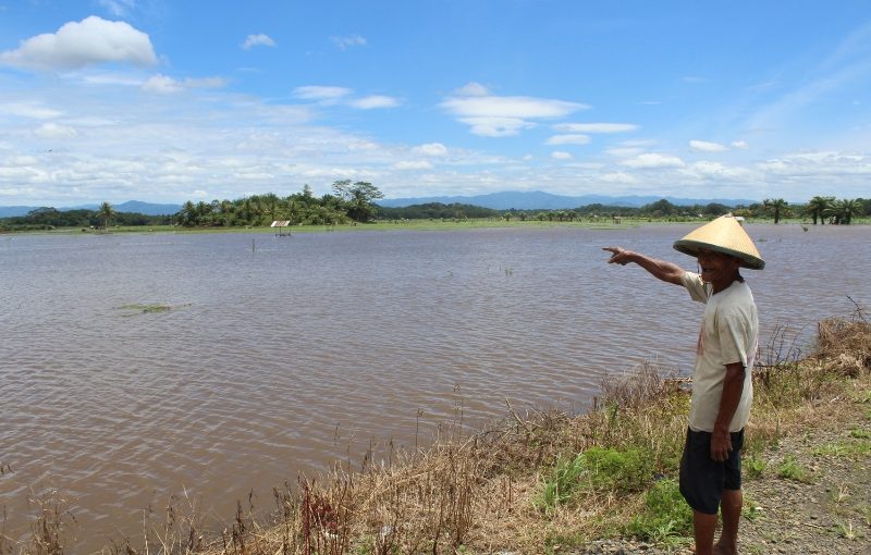 Ratusan Hektare Sawah Terendam