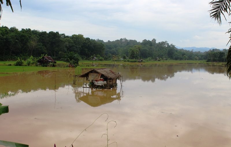 Puluhan Ha Sawah Terendam