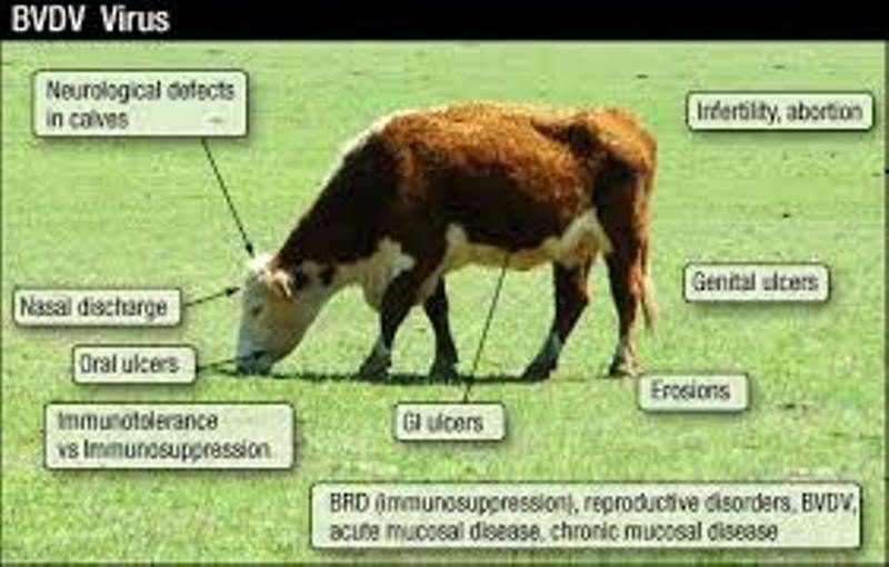 Waspadai Serangan Virus BVD