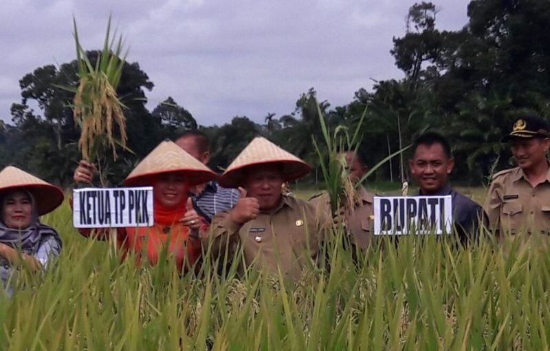 Bupati Mukomuko Optimis Jadi Lumbung Padi